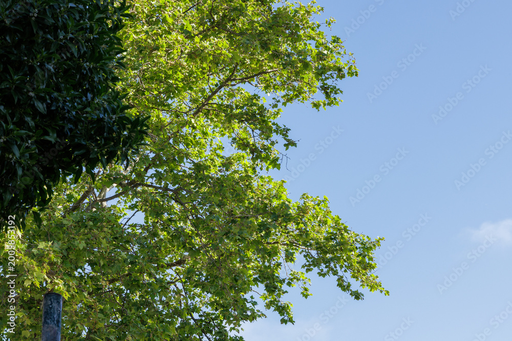 Fototapeta premium Lush green leaves on tree branches against blue sky