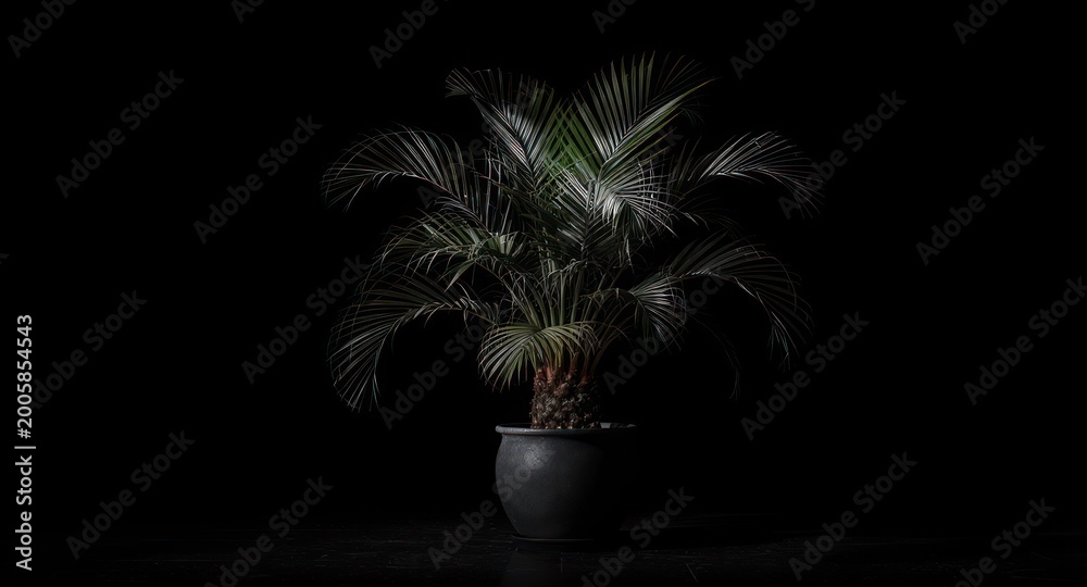 Obraz premium Potted palm tree illuminated against a stark black backdrop, creating a dramatic contrast