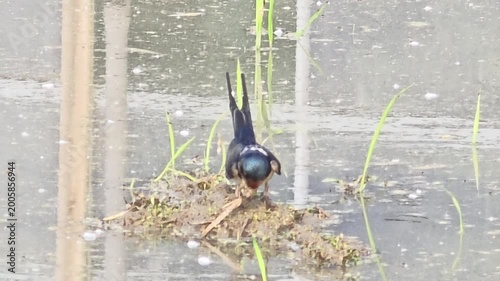 
Diligent Swallow Gathering Mud for Nest Building in a Rice Paddy #011

