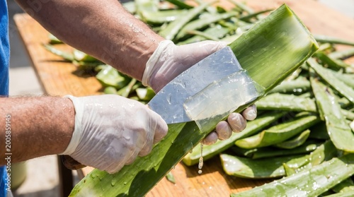 Person wearing gloves using large metal cleaver to scrape clear gel from fresh green aloe vera leaf