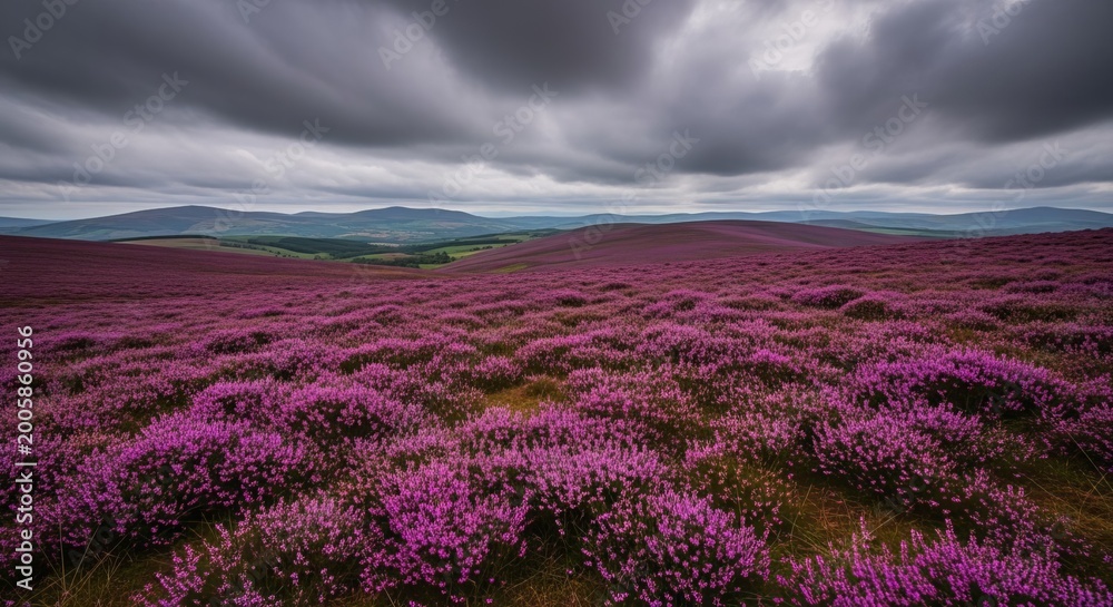 Fototapeta premium Vast purple heather fields stretching towards rolling hills under a dramatic, cloudy sky