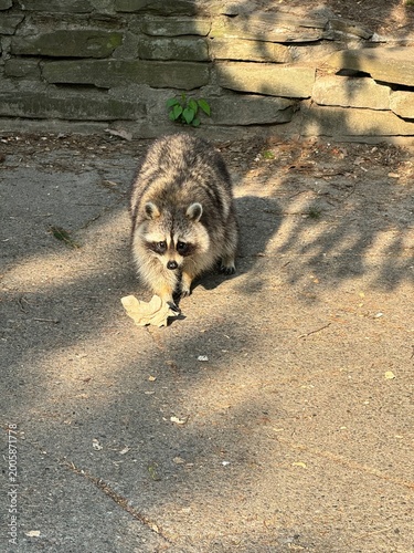 Photos wild animal, cute raccoon in the park