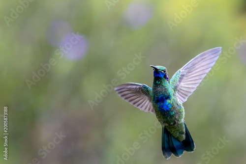 Hummingbirds