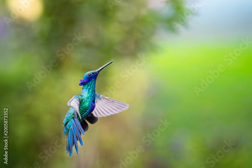 Hummingbirds