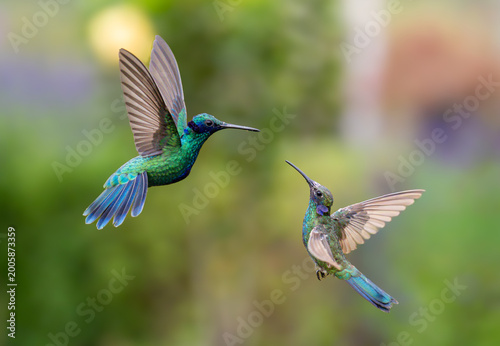 Hummingbirds