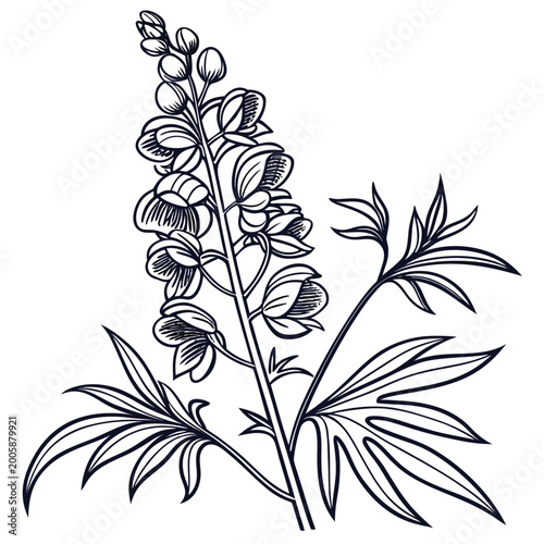 Foto aconite with leaves