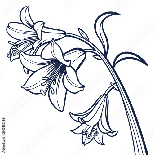 Konstfotografi belladonna lily with leaves