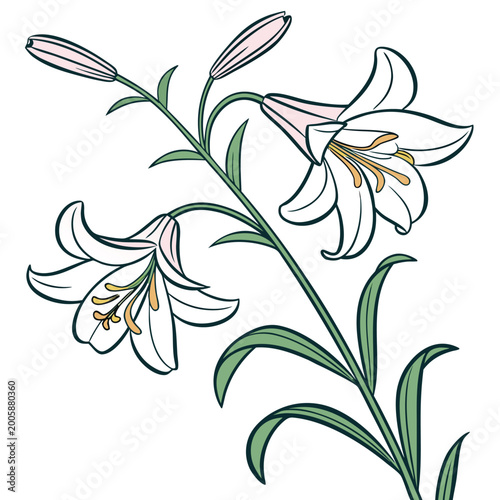 Konstfotografi belladonna lily with leaves