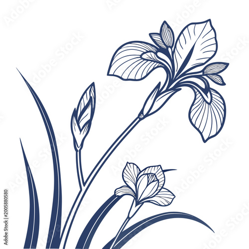 blue flag iris with leaves