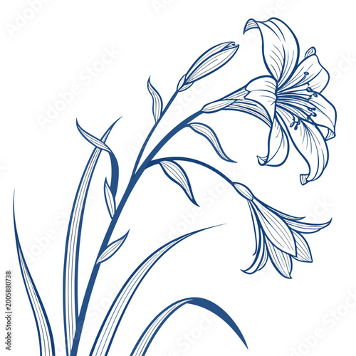 blue flag iris with leaves
