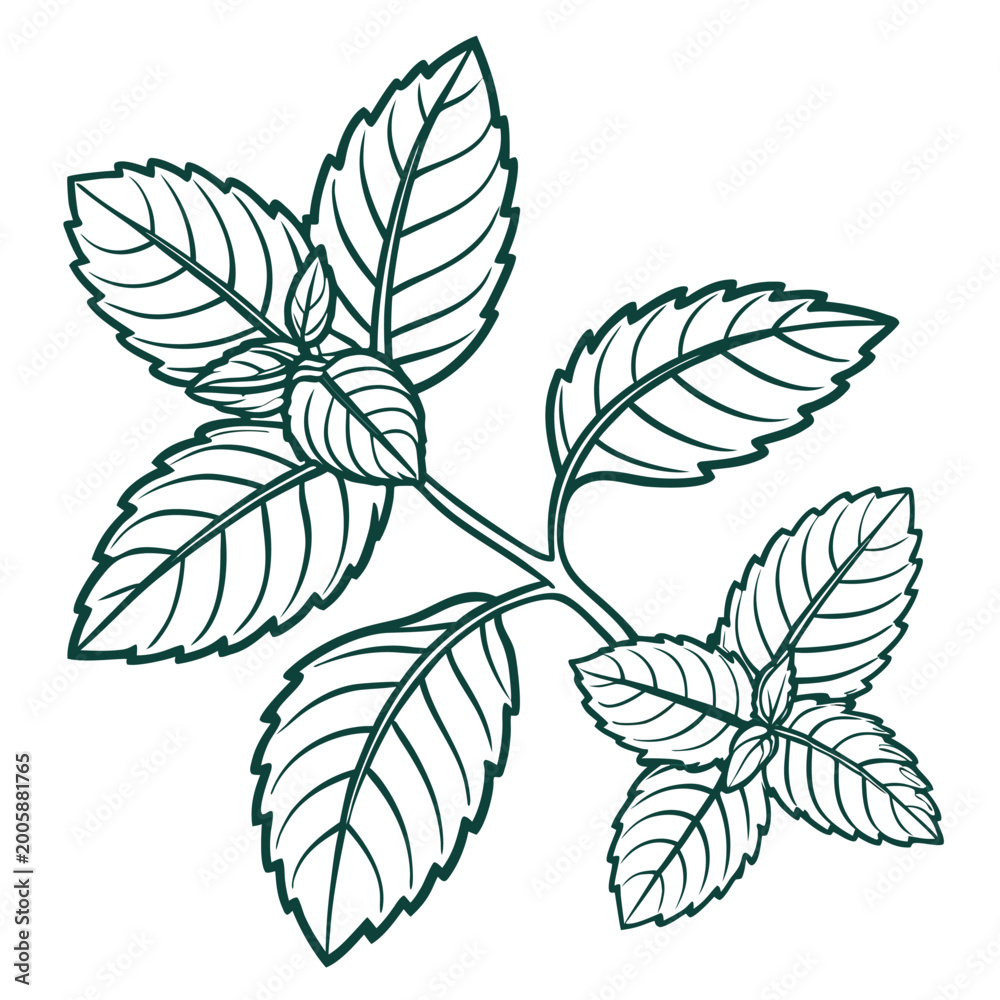 Fototapeta premium mint leaves vector