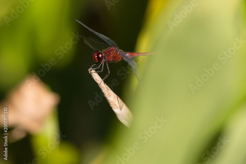 Vibrant red dragonfly in profile, resting on a dry leaf tip with transparent wings against a blurred green background.