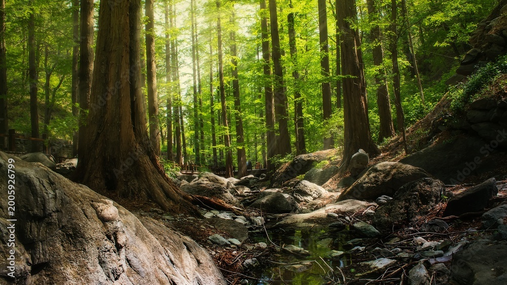 Obraz premium Pathway Through Giant Redwood Forest with Sunlight and Rocks 
