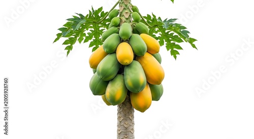 Papaya fruits on tree with transparent background