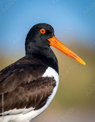 A close-up image of a bird with a black head and white chest