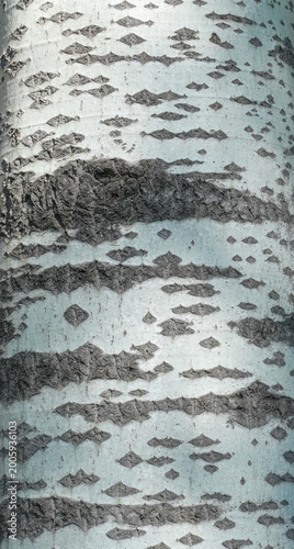 Foto texture of the silver birch tree bark