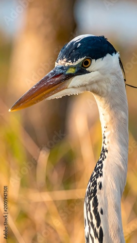 A bird with a long neck and beak