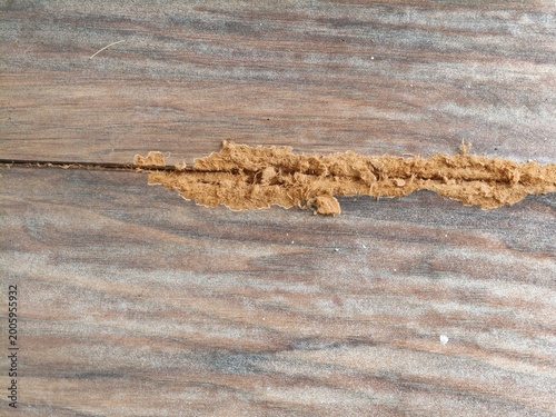 Картината върху платно Close-up of termite damage on a wooden surface, showing a mud tube and wood dust