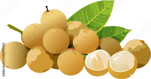 Longan fruit illustration representing healthy tropical produce

