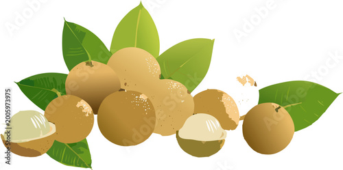 Botanical food illustration featuring longan fruits and green foliage
