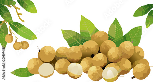 Tropical longan fruit illustration featuring whole and peeled fruits on neutral background
