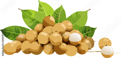 Longan fruit illustration showing clusters of Dimocarpus longan with green leaves
