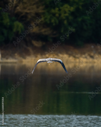 Canvas Print bird in the water