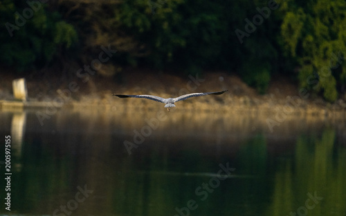 heron in flight