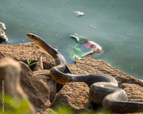 snake in the water