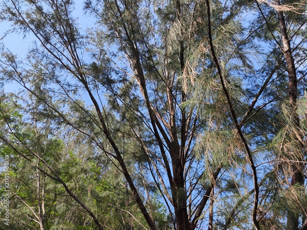 Fototapeta premium Tall Pine Tree Branches Reaching Towards a Clear Blue Sky.