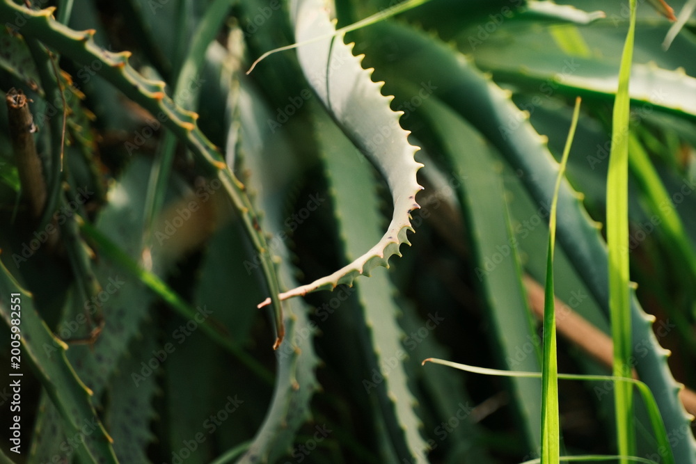 Fototapeta premium aloe vera plant