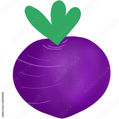 vector illustration of a beetroot 