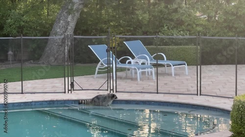 Raccoon in a backyard swimming pool at sunset, Los Angeles, Southern California