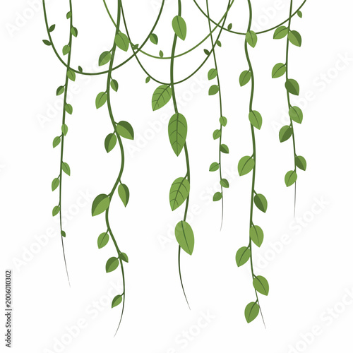 Trailing Plant with Green Leaves.