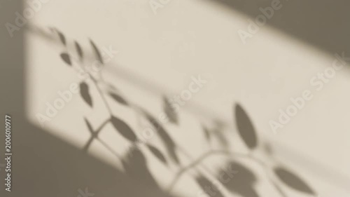 Soft Sunlight Shadow of Olive Branch on Textured Wall Background