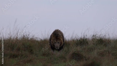 Black-maned African lion walks head-on along the crest of a grassy savannah ridge at medium distance, long-lens compressed silhouette, Masai Mara, Kenya, 4K UHD slow-motion B-roll