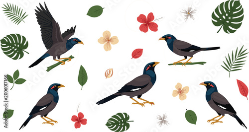 Canvas Print Myna bird tropical illustration vector set with flying and standing birds leaves
