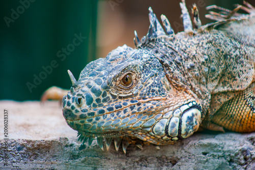 Iguana