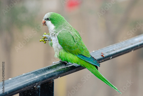 Loro Cuaquero