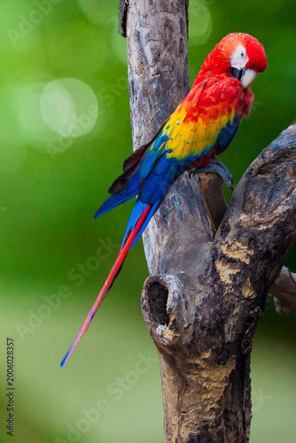Guacamaya Bandera