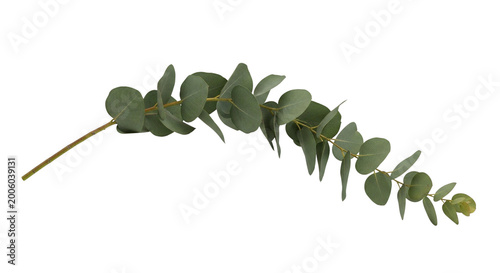 A single sprig of eucalyptus leaves with rounded gray-green foliage on transparent background