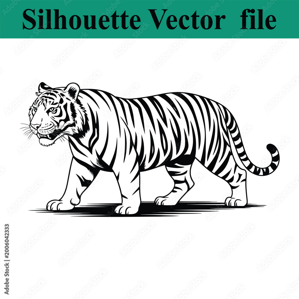 Fototapeta premium Black and white tiger walking with open mouth and tail curled up side view