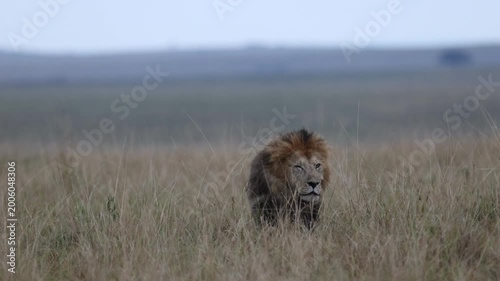 Stalking low through long grass, a Mara lion male advances in side-profile compression in classic hunting predator posture, Masai Mara National Reserve, Kenya, 4K slow-motion wildlife footage