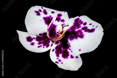 White Orchid with Purple Spots Isolated on Black Background