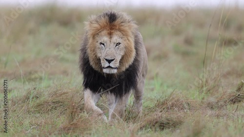 Mature dark-maned Mara lion walks at camera at close range through long grass with locked, intense gaze, frontal big cat shot, Masai Mara National Reserve, Kenya, 4K UHD slow-motion safari B-roll