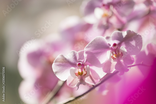 Φωτογραφία Phalaenopsis schilleriana 'Pink Butterfly', sunlit flowers
