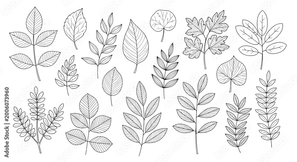 Fototapeta premium Detailed collection of hand-drawn botanical branch and leaf sketches in a fine line art style suitable for natural and organic design projects.