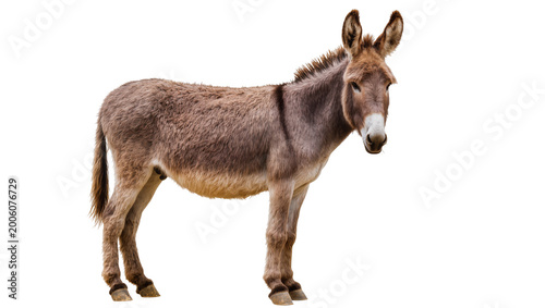 Cuadro en lienzo Brown donkey with erect ears standing, isolated on transparent background