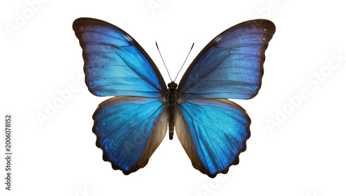 Tableau sur toile Vibrant blue morpho butterfly with iridescent wings, isolated on transparent bac