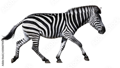 Quadro su tela Striped zebra walking, isolated on transparent background
